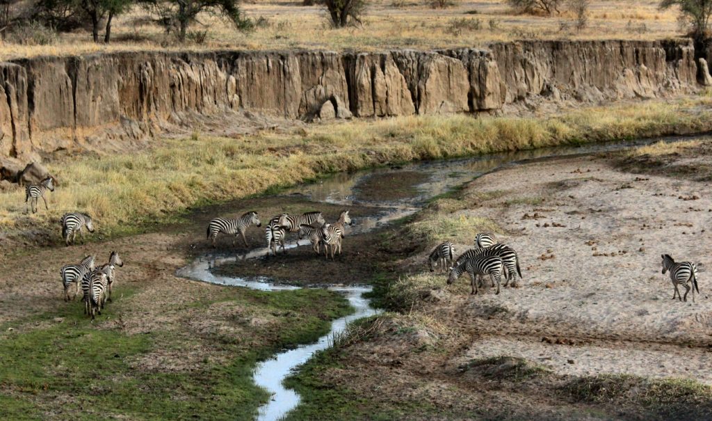 Zebras in Tanzania
