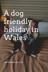 A dog friendly holiday in Wales pin