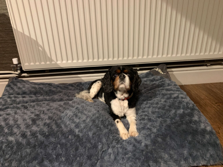 Dog friendly hotel