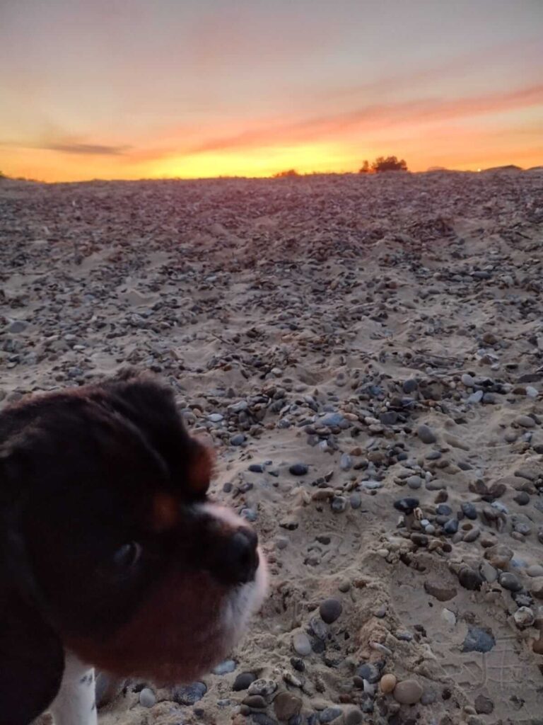 Dog's head close up with sunset in the background