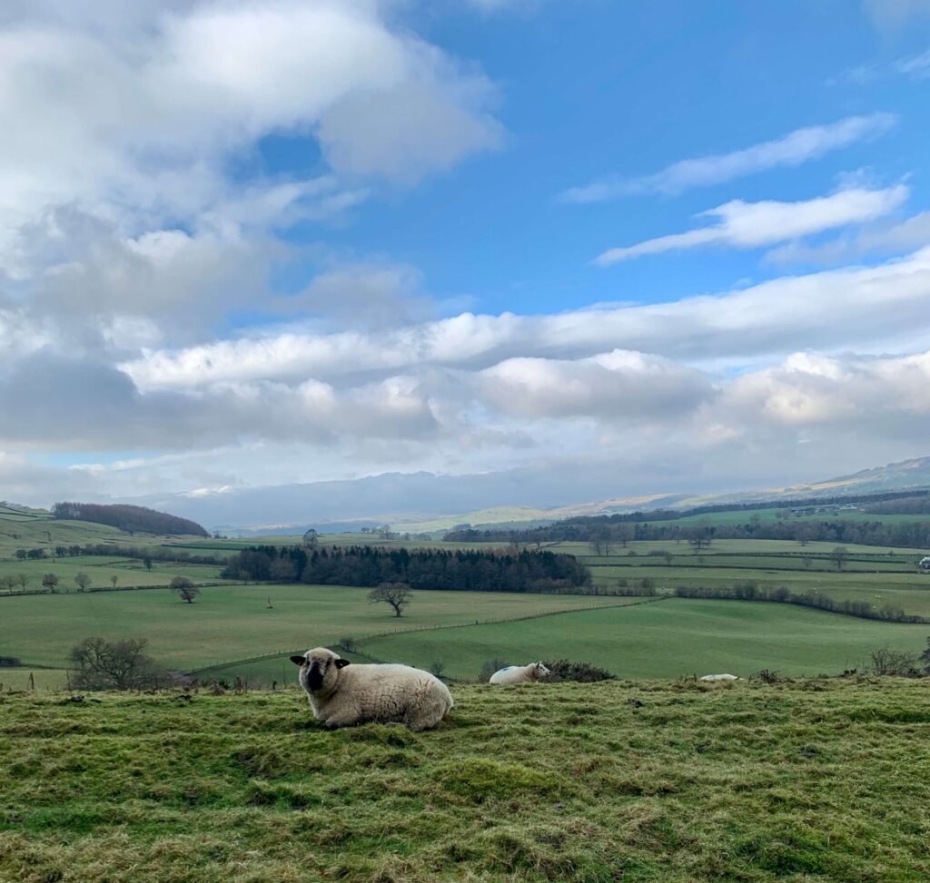 Big white fluffy sheep in a green field