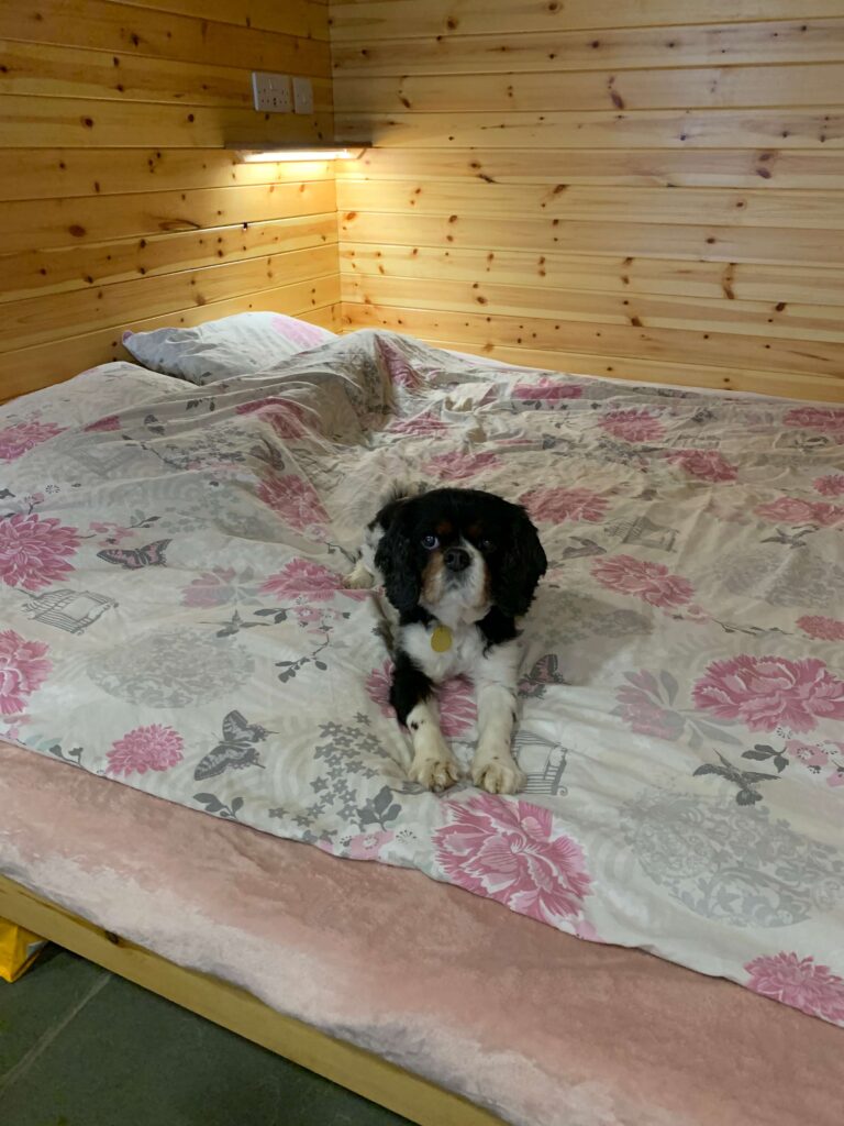 Tri colour king Charles spaniel on the bed