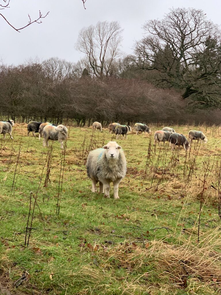 Herdwick sheep