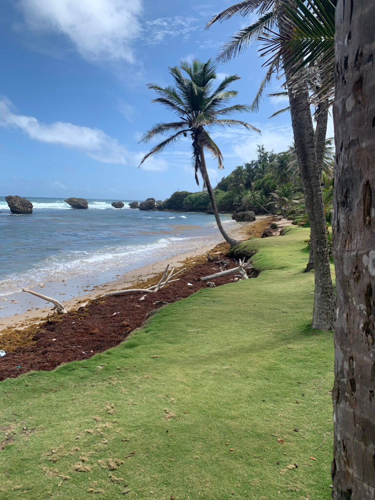 Beach on the Atlantic side of Barbados with the sea, sand and grass behind and some palm trees