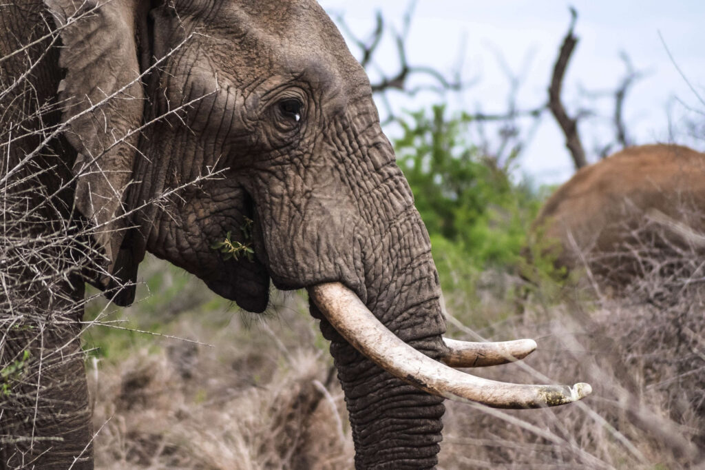 Close up of the side of an elephant's head.