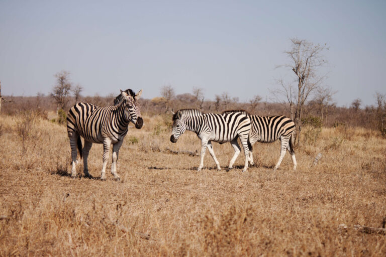 Three zebras grazing in the Kruger National Park.