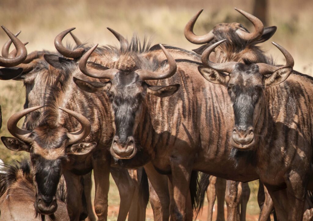 A herd of wildebeest in the Kruger National Park.