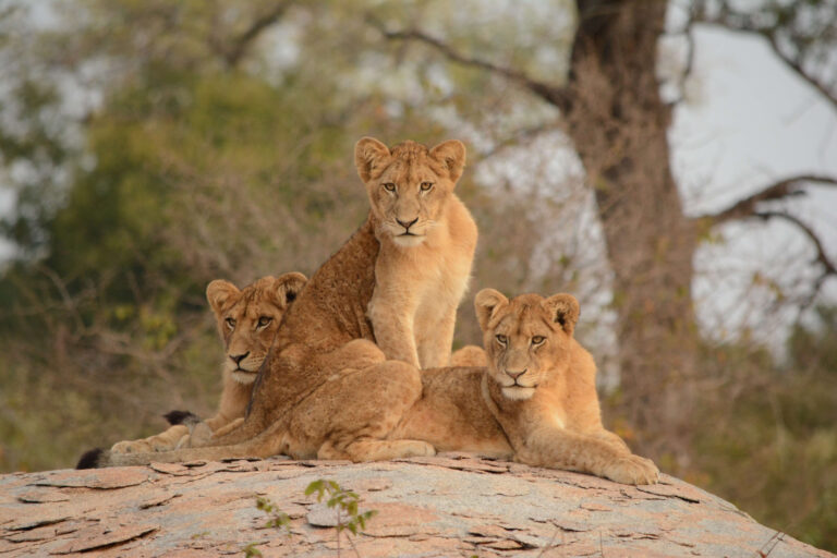 Three lions sat together in the Kruger National Park.