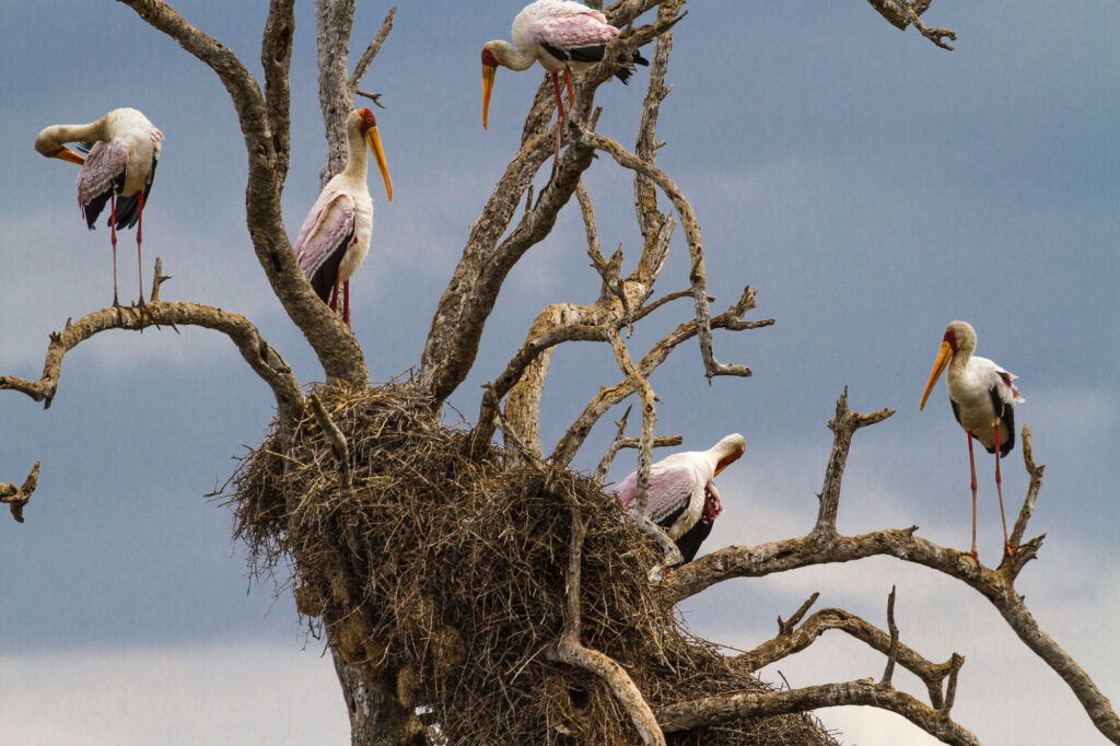 Five birds in the trees at the Kruger National Park.