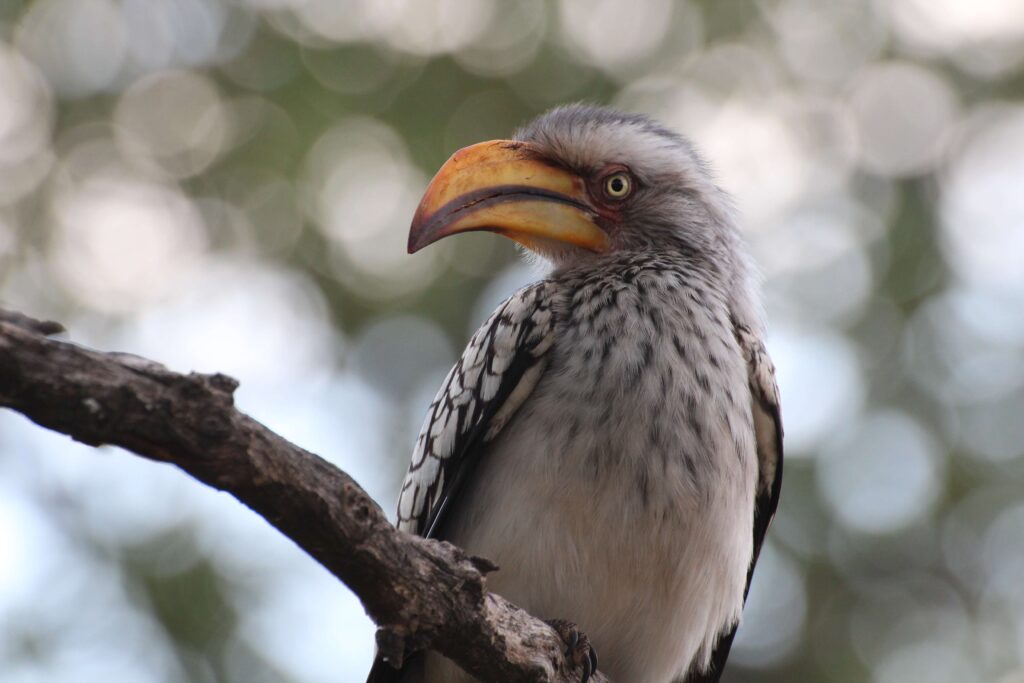 A yellow-billed hornbill perched on a branch in the Kruger National Park.