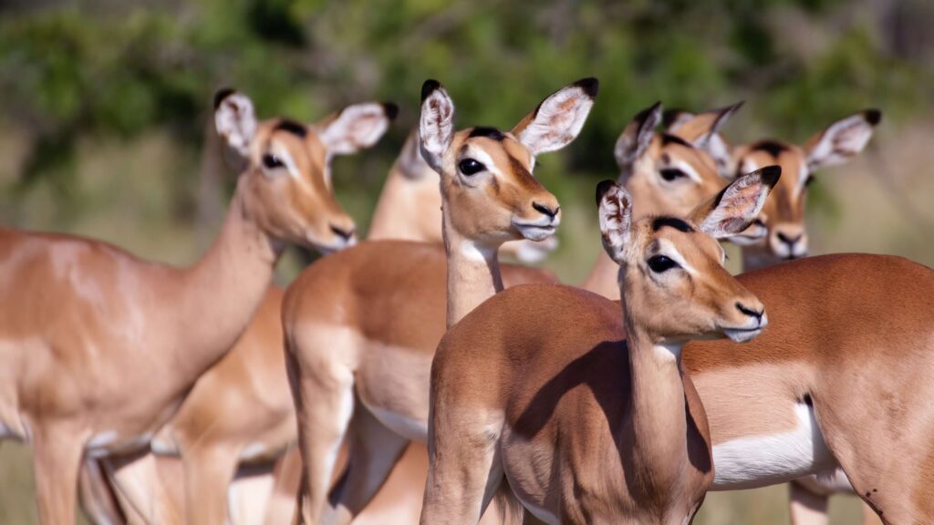 A herd of impala in the Kruger National Park.