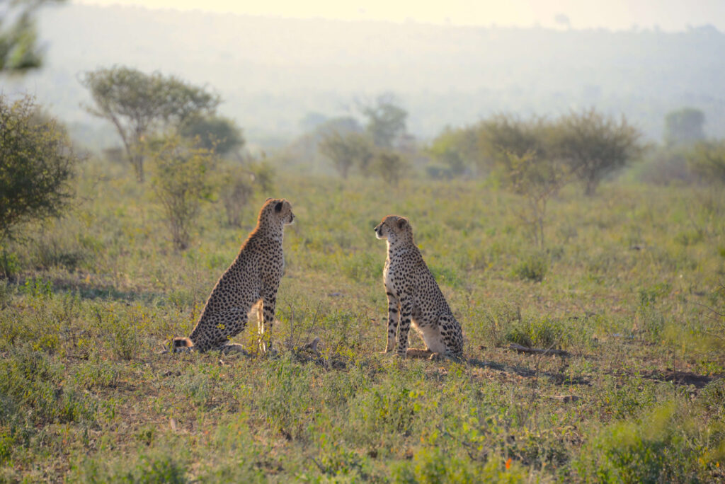 Two cheetahs sit looking at each other in the Kruger National Park.