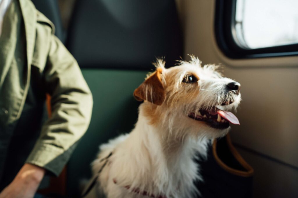 Brown and white dog with its tongue hanging out, sat on a seat on the train.