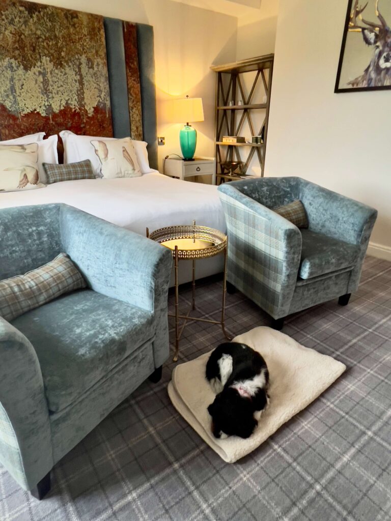 Alfie sleeping on his bed in a room at the Peak Edge Hotel.