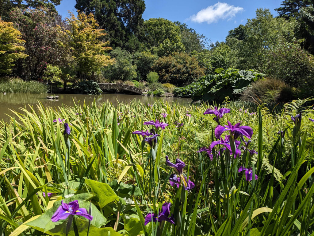 Purple flowers in the Botanical Gardens in Christchurch.