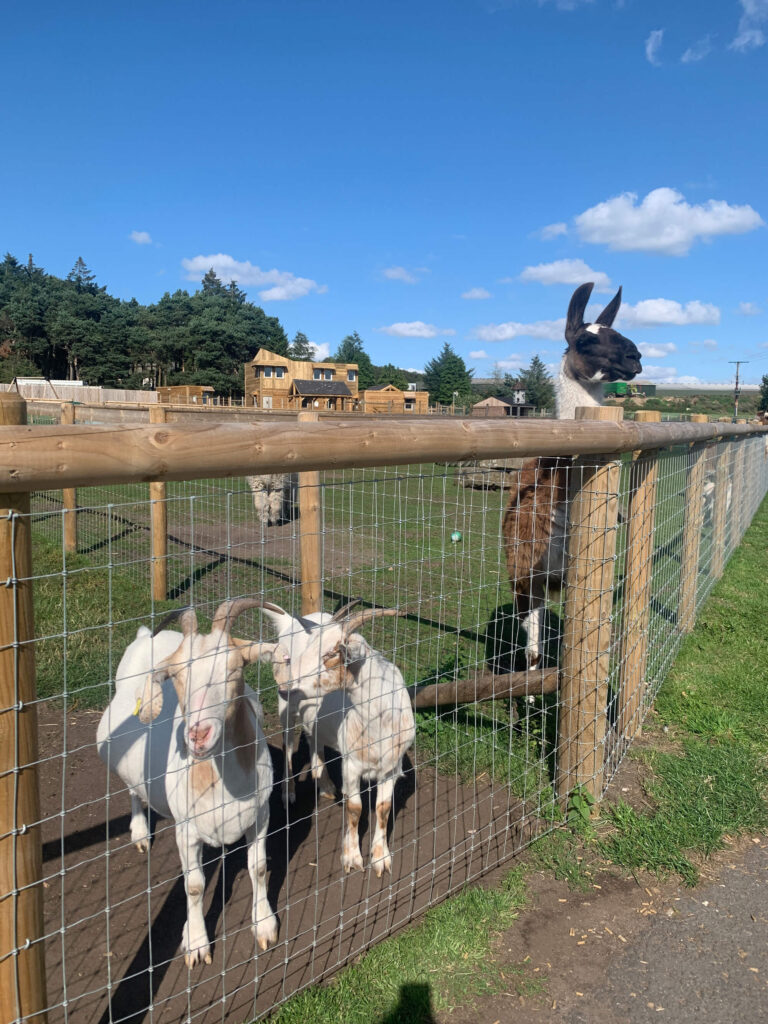 Goats and a llama at Matlock Farm Park.