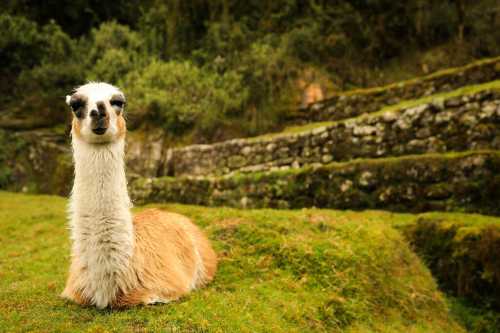 A llama on the Inca Trail.