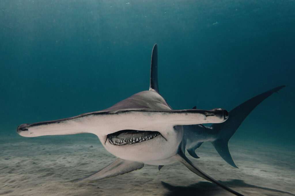 Hammerhead shark