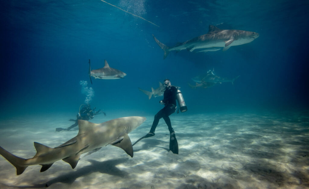 Two people diving with sharks.