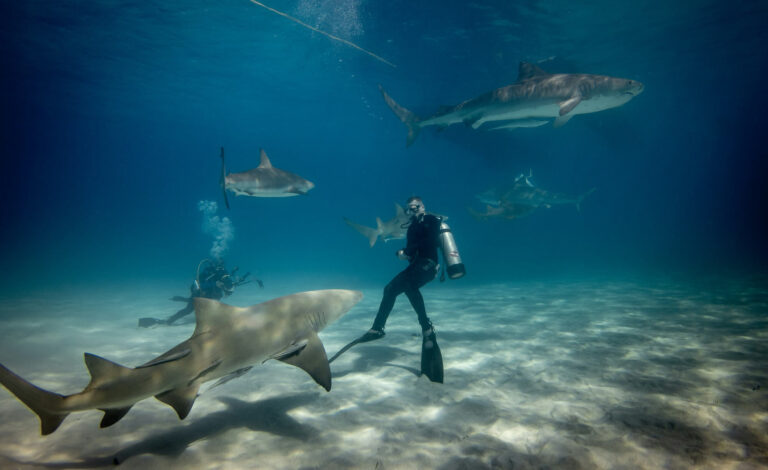 Two people diving with sharks.