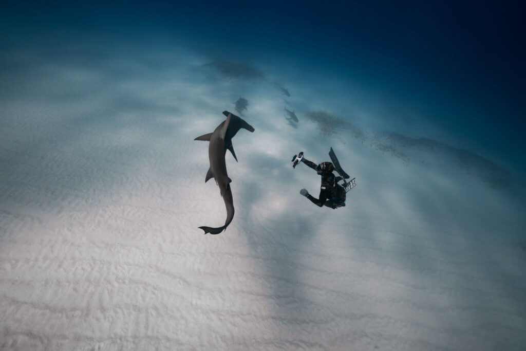 Person videoing a hammerhead shark under water.