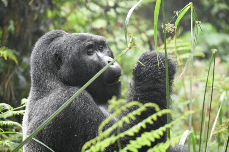 A mountain gorilla eating leaves in Rwanda.