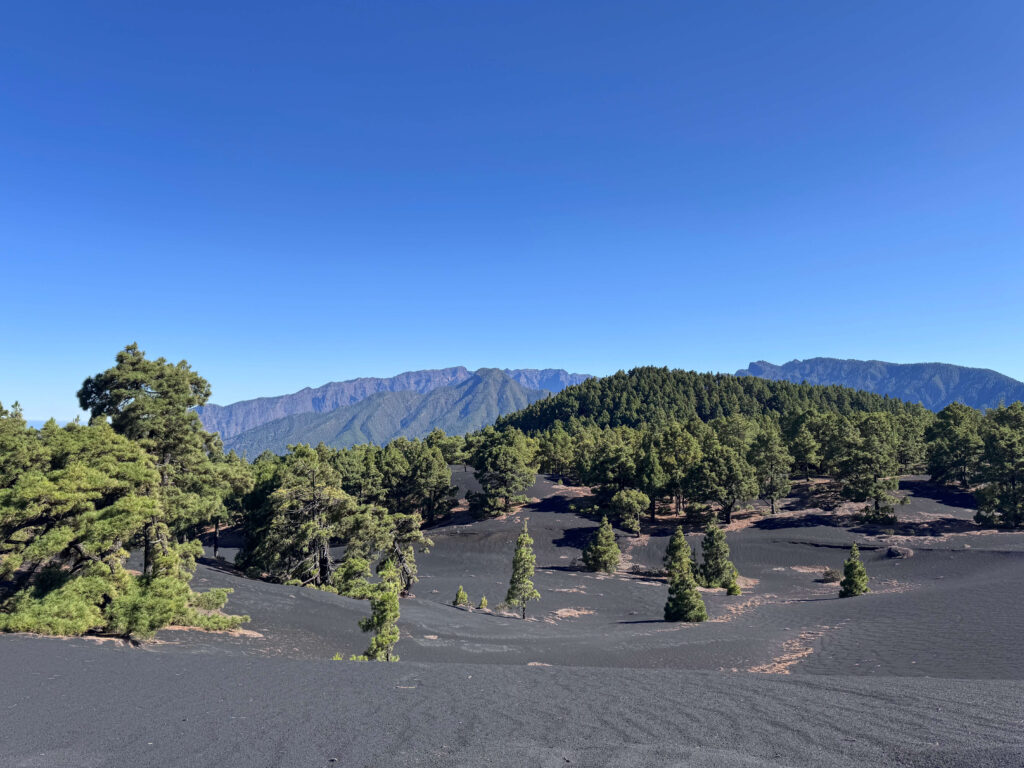 Lush green trees contrasting against black sand on the Tajogaite volcano trail in La Palma.