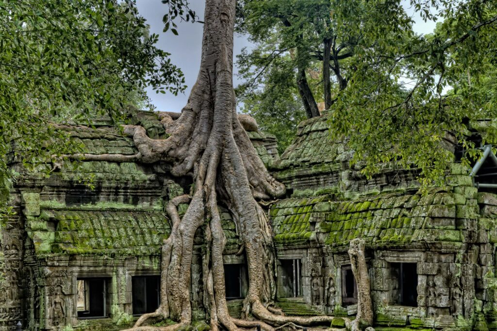 A tree growing through one of the buildings at Angkor Wat.