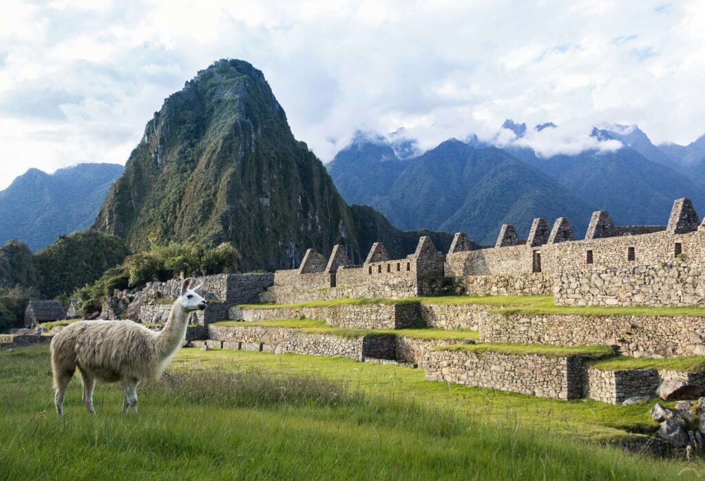 A llama at Machu Picchu in Peru.